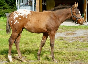 Appaloosa připouštění - 17