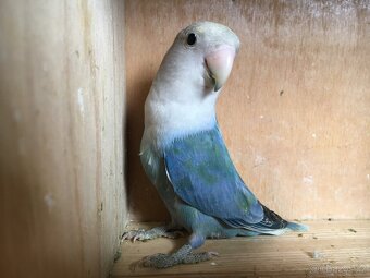 Agapornis růžohrdlý 🦜 - 17