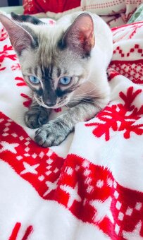 Bengálská kočka,bengálské kotě - 17