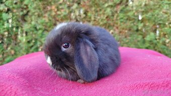 Zakrslý beránek, králíček, králík - DAN - 17