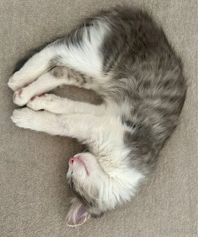 Daruji Kočičky - 17