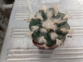Kaktusy sukulenty - 17