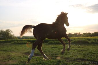 Krásná klisnička WPBR Pony B do sportu - 17