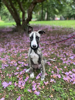 Whippet bez PP po obou rodičích s PP ( FCI) - 17