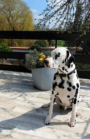 Dalmatin štěně s PP - 17