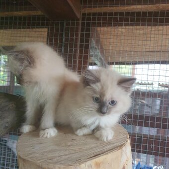 Ponúkam 2 ragdoll kocurikov - 17