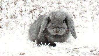 Zakrslý beránek, králíček, králík - KVIDO - 17