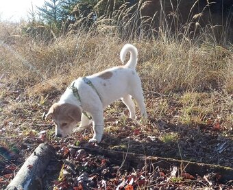 Kanaánský pes - štěně s PP, Canaan Dog puppy - 17
