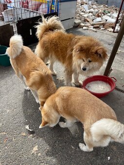Akita inu Štěnata prodám - 17