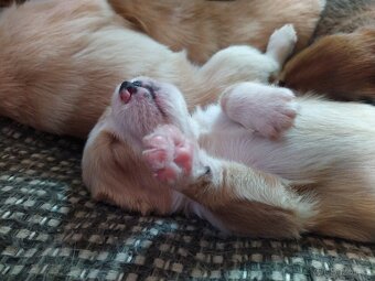 Štěňátka křížence MOMENTÁLNĚ VŠICHNI REZERVOVÁNI - 17