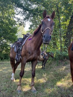 Český teplokrevník - 17