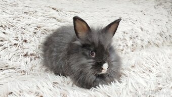 Zakrslý králík, králíček- HOLLY - 17