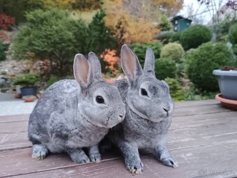 Zakrslý rexík činčilový vánoční miminka - 17