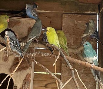 Letošní odchovy - 17