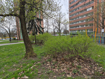 Prodej velmi hezkého družstevního bytu 3+1 o výměře 71 m2 v  - 17