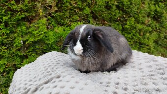 Zakrslý beránek, králík, králíček - TEA - 17