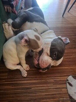 American Bully XL ŠTĚŇATA K ODBĚRU - 17