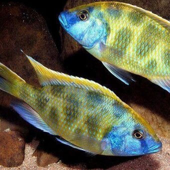 Tlamovci Malawi 57 - 17