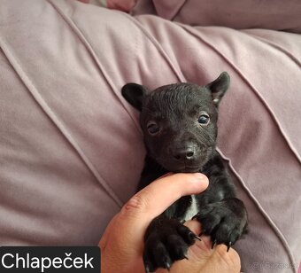 Stěně Pinč X Jack Russell - 17