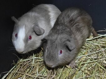 Morčata, morče, morčátka kluci i holky - 17