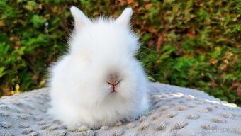 Zakrslý králík, králíček - (TEDDY)- HERBERT A HEIDY - 17