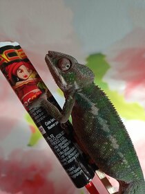 Chameleon pardáli - 17