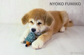 Štěňata Akita Inu - 17