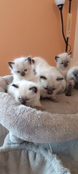 Ragdoll kotatka - 17