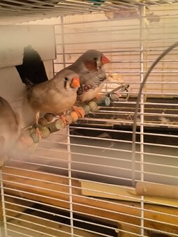 Kanarci,žebříčky,Chůvičky. - 17