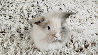 Zakrslý beránek, králíček, králík-VIKTOR - 17