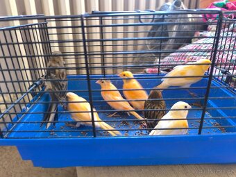 Prodám zebry chůvy,kanáři. - 17