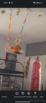 Prodám pár Aratingy sluneční - POUZE JAKO MAZLÍČKY - 17