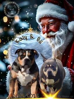 American Bully XL Tricolor - 17