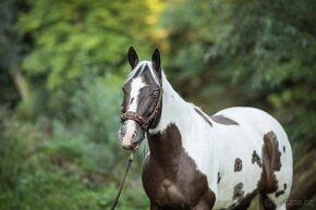 Luxusní PAINT Horse plemeník, DOUBLE HOMOZYGOT - 17
