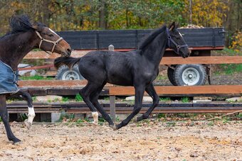 Nádherný hřebeček po Warness ZH - 17