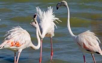 Hledám správce Farmy u moře - 17