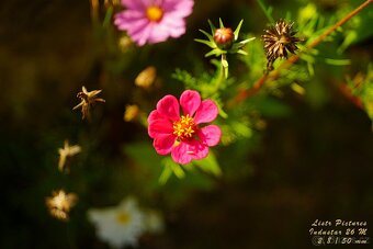 Dálkoměrný FED 3 + Industar 26M (2.8/50 mm) - 1961 - 17