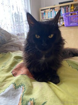 Poslední mainská holčička - blue smoked - JIŽ K ODBĚRU - 17