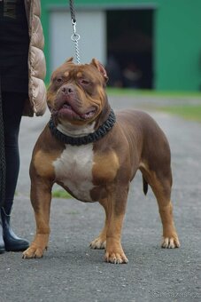 American Bully XL XXL - 17
