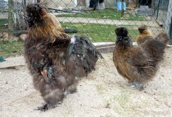 Hedvábnička velká vousatá - EU - 17