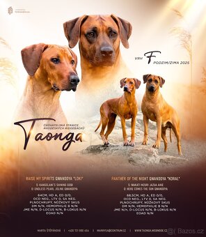 Rhodéský Ridgeback- štěňata s PP, odběr koncem listopadu - 17