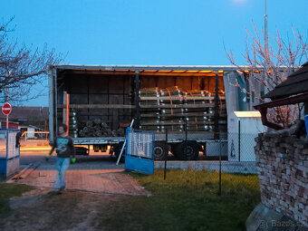 Japonský topol - sadba - 17