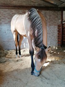 Připouštění - plemenný hřebec AQH buckskin SM MITO COMMANDER - 17