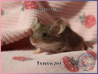 Barevné / fancy myšky - 17