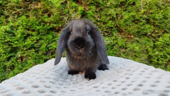 Zakrslý beránek, králíček, králík - PEGAS - 17