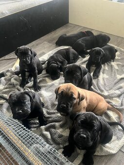 Cane Corso - štěňata bez PP - 17