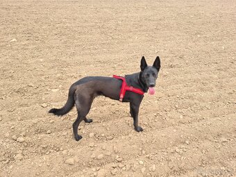 Belgický ovčák malinois - 17