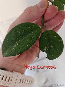 Pokojová rostlina - hoya voskovka - různé, řízek - 17