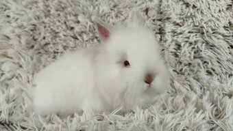 Zakrslý králík, králíček -(TEDDY)-HERBERT A HEIDY - 17