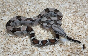 Boa imperator- Sharp Sunglow 66% het Sterling,Hypo Sterling - 17